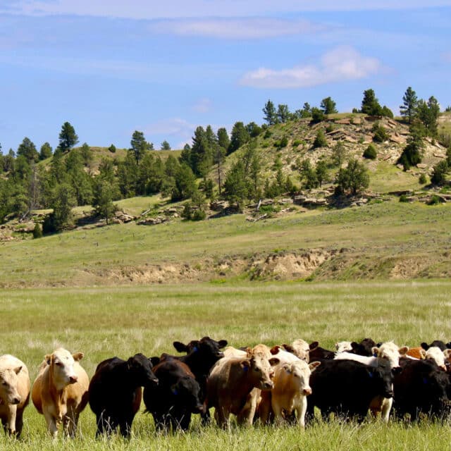 holmes ranch cattle